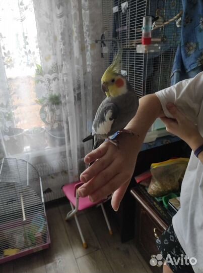 Попугай корелла мальчик