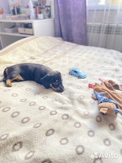 Щенки таксы