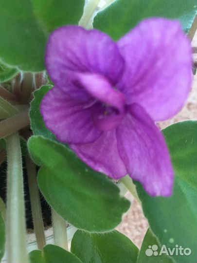 Фиалки сортовые