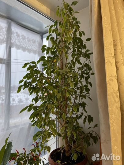 Фикус бенджамина