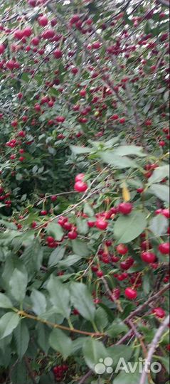 Саженцы вишни, смородины, крыжовника,малины