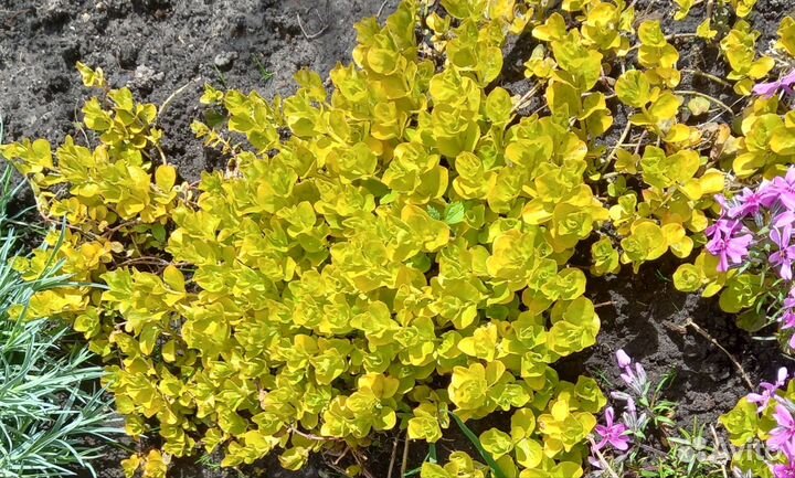 Почвопокровные растения для сада