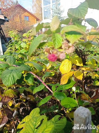 Ремонтантная малина