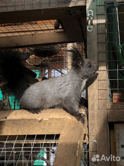 Манчжурская белка и бельчата