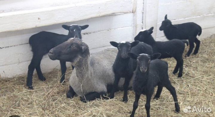 Овцы бараны ягнята