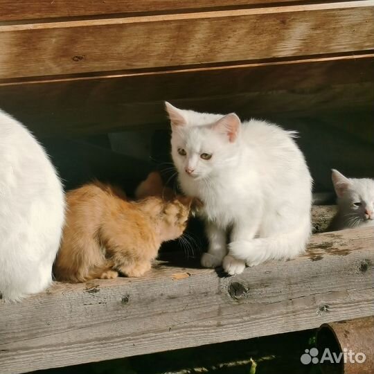 Котята в добрые руки