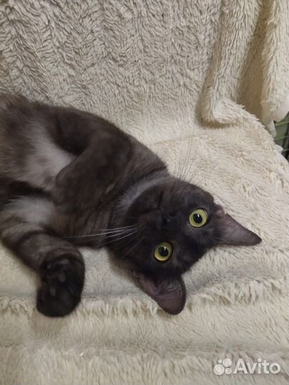 Котик в добрые руки