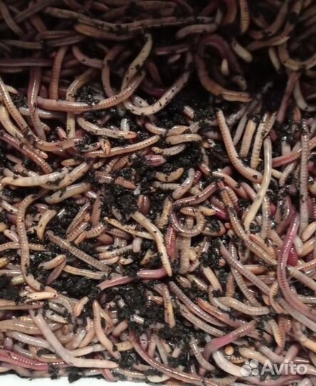 Коконы, малёк червя Дендробена