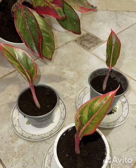 Аглаонема крит