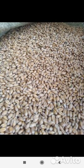Зерно пшеницы
