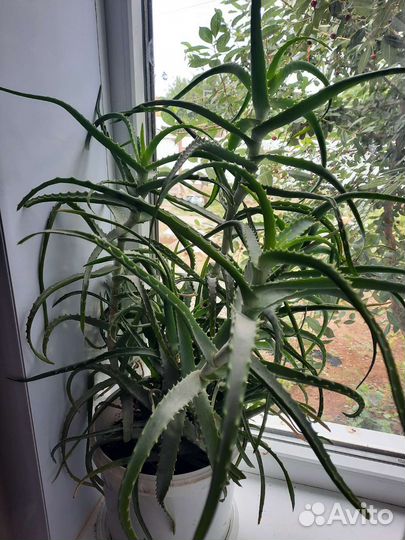 Комнатные цветы алоэ