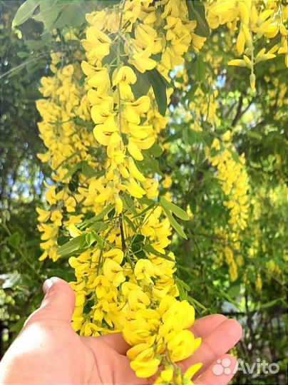 Цветущие декоративные