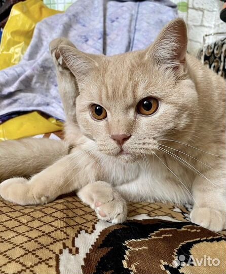 Британский кот на вязку