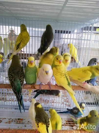Попугай волнистый (птенцы)ручные