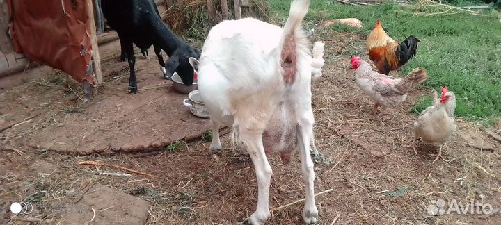 Коза дойная