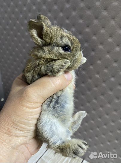 Карликовые крольчата