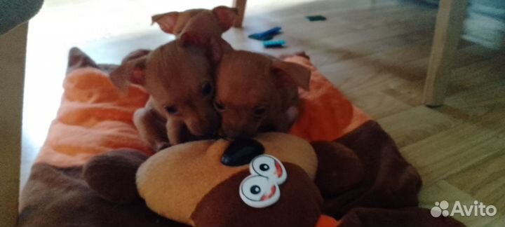 Щенки чихуахуа девочки