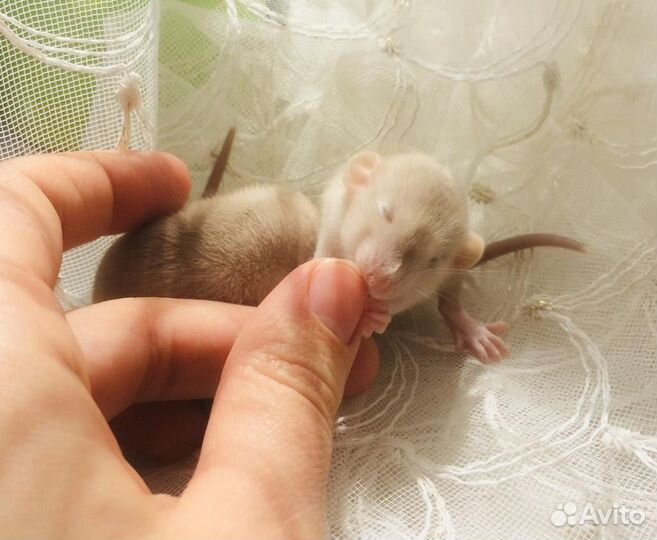 Крысята Дамбо уникальные