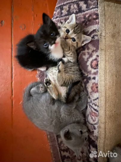 Кошка в дар бесплатно