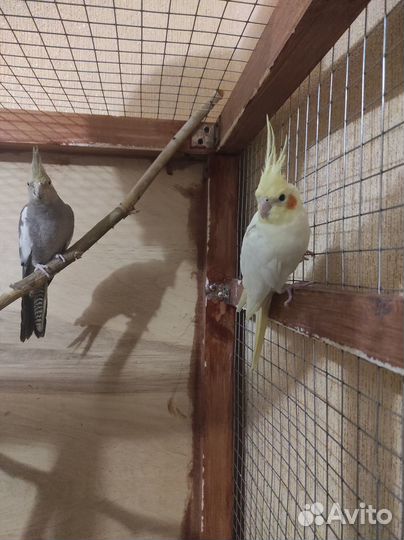 Попугай карелла