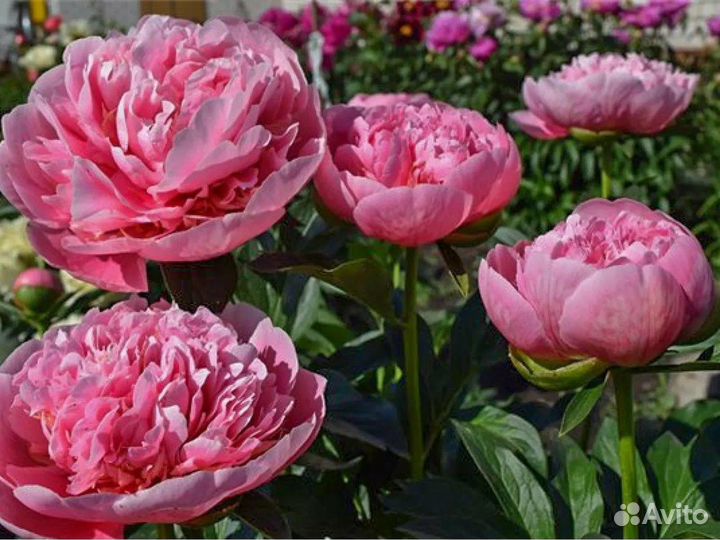 Пион Этчид Сальмон