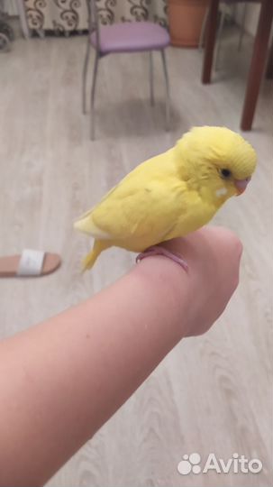 Птенцы волнистого попугая