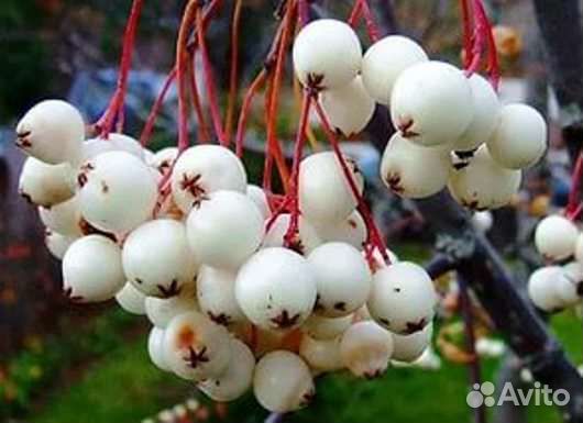 Рябина белоплодная