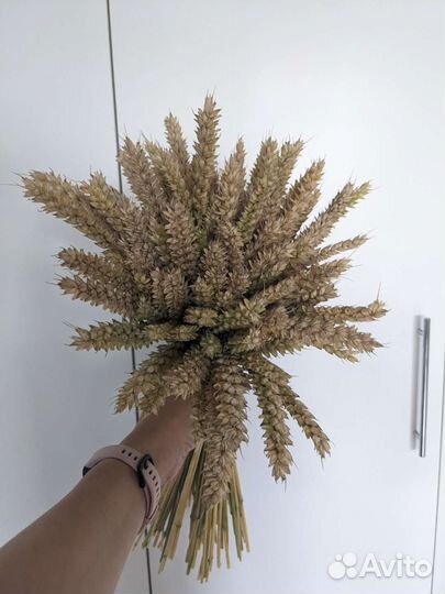 Сухоцветы пшеница 2023