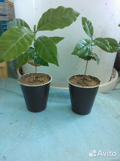 Кофейное деревце