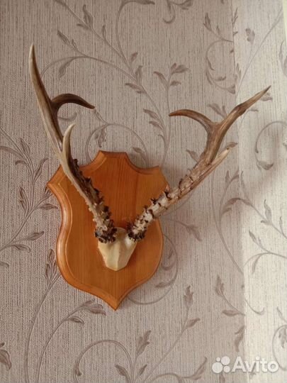 Рога косули