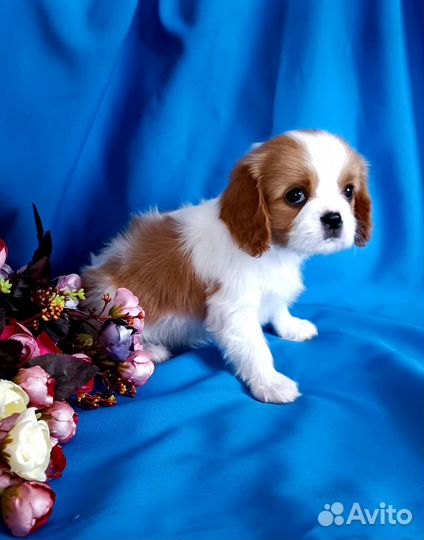 Кавалер Кинг Чарльз спаниель девочка