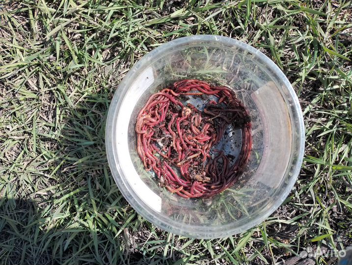 Черви навозные