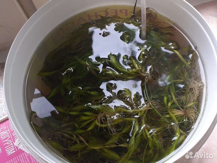 Улитки теодоксусы. Креветки. Растения