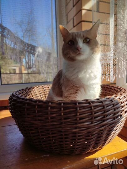 Лежанка для любимого питомца