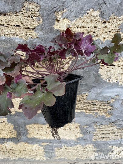 Гейхера Rex Red