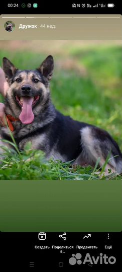 Собака в добрые руки