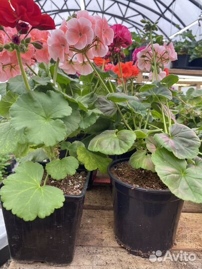 Пеларгония герань