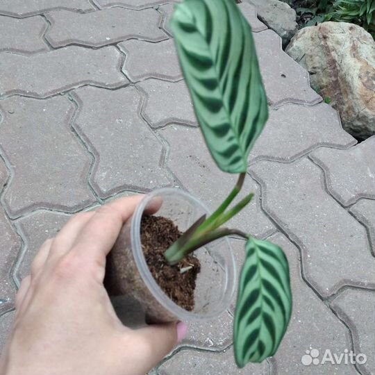 Ктенанта бурле маркс, рео, хлорофитум