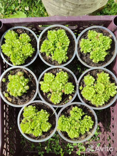 Молодило каменная роза