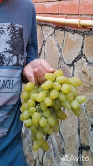 Саженцы винограда