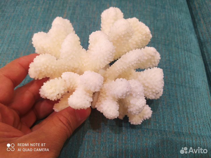 Морские кораллы