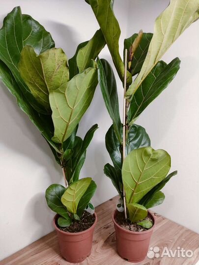 Фикус лирата большой