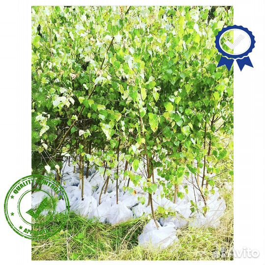 Саженцы Ели Сосны Берёзы