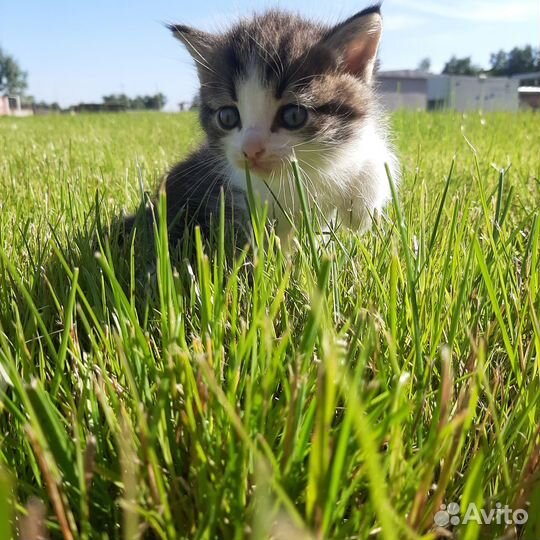 Маленький котенок