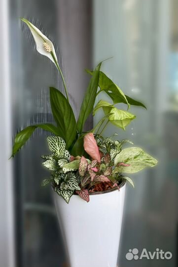 Букет из комнатных цветов в горшке с автополивом