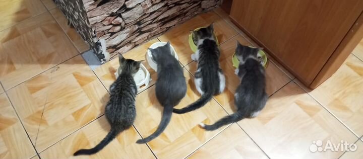 Котята в добрые руки