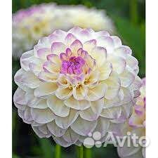 Цветы георгины