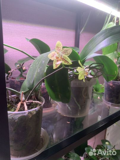 Орхидея фаленопсис