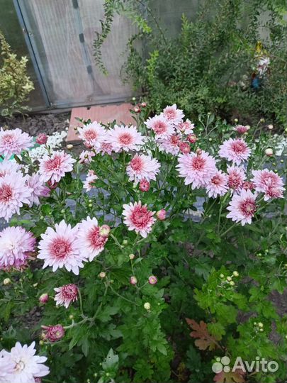 Хризантема