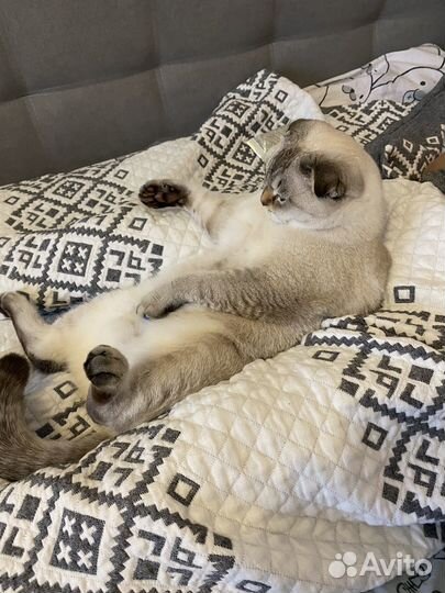 Кот для вязки